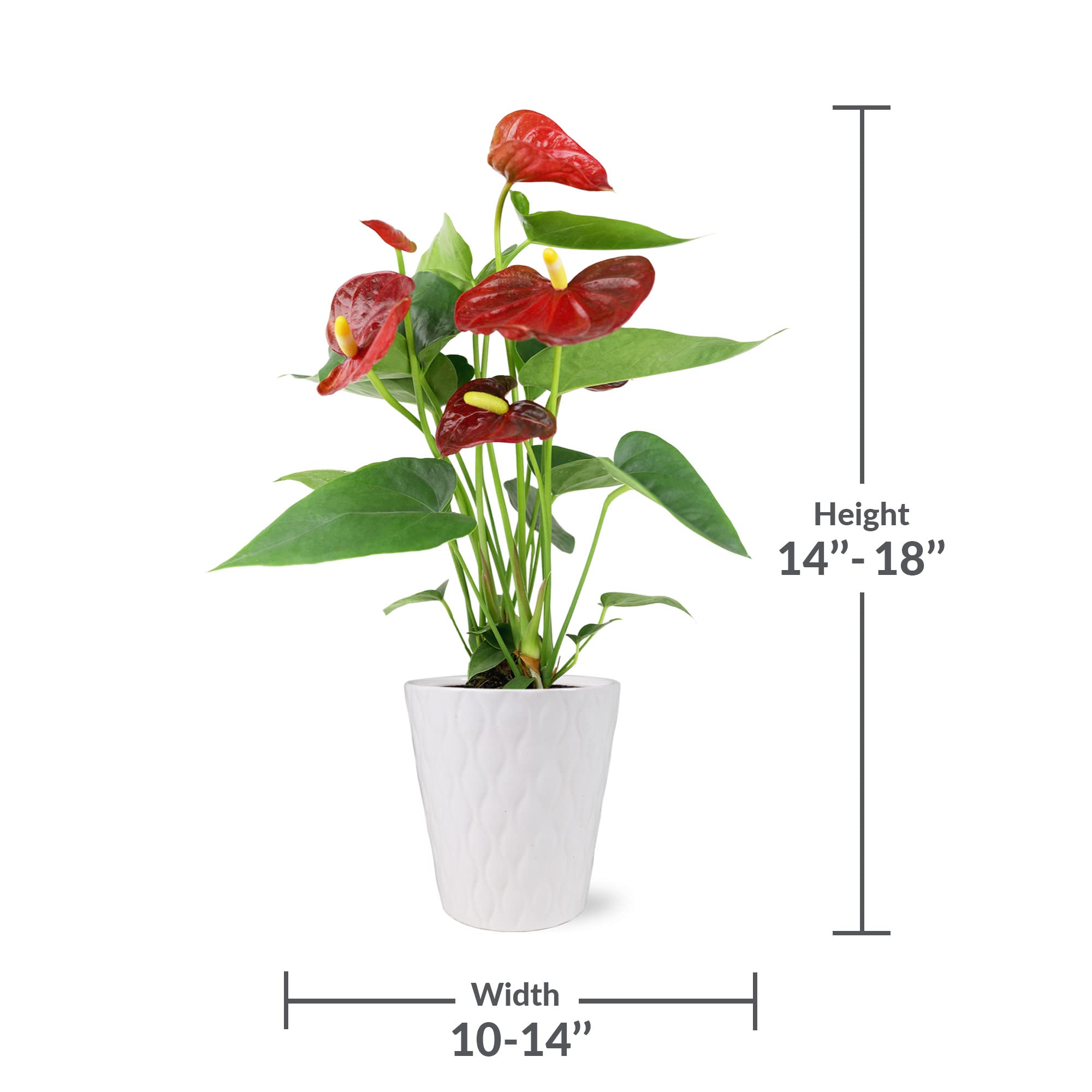 Amazon.com: Just Add Ice JA5118 Live Red Anthurium Plant for